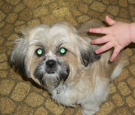 Tammie Marie Hollis Zerko - Photo 5