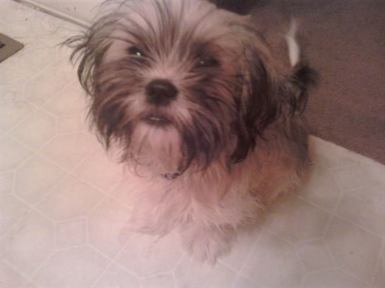 Tammie Marie Hollis Zerko - Photo 20