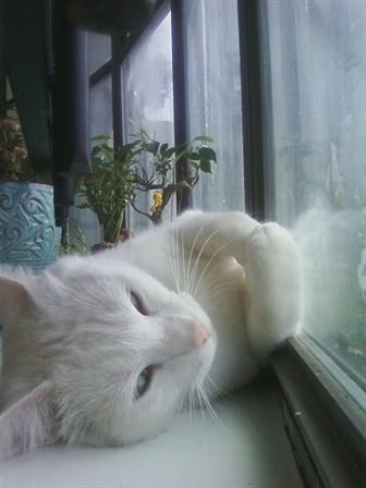 Tammie Marie Hollis Zerko - Photo 35