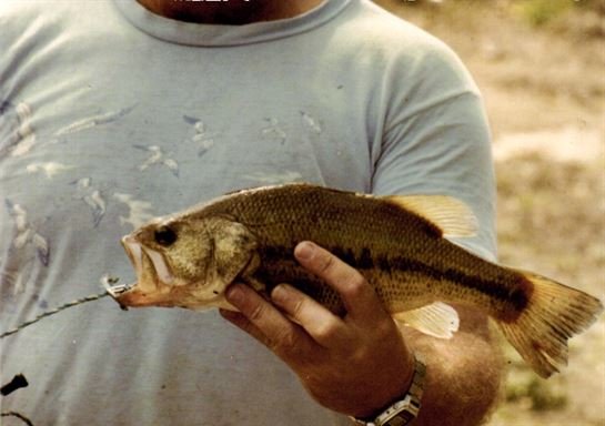 Roger Allen Mease — photo 19