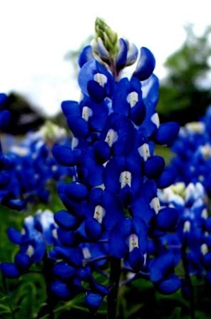 James "Jim" Norton Turpin - Photo 23