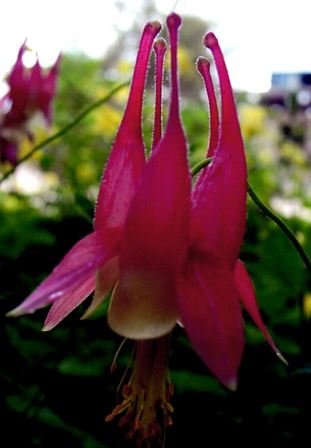 James "Jim" Norton Turpin - Photo 26