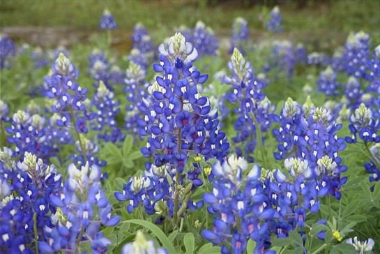 James "Jim" Norton Turpin - Photo 66