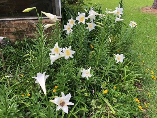 Elizabeth Brazelton Gross - Photo 84