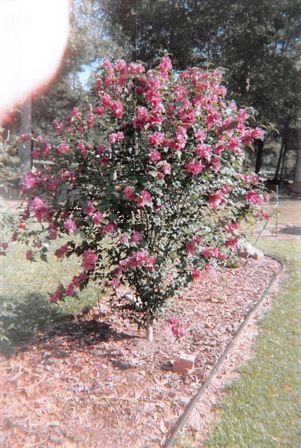 Dora Mae Teal - Photo 45